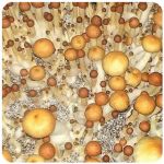 Псилоцибиновые (галлюциногенные)  грибы Psilocybin "Golden Teacher" в Курчалое