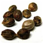 Семена марихуаны АК-47  (Seeds AK-47) в Курчалое